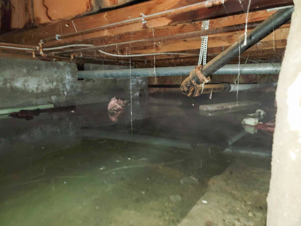 Carpet water damage restoration in Citrus Park, AZ