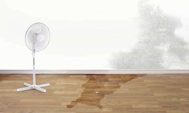 Best Mold removal after water damage  in Citrus Park, AZ