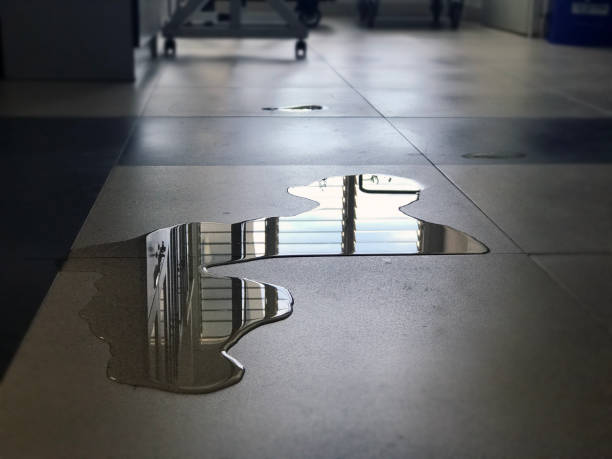 Best Professional water damage repair  in Citrus Park, AZ